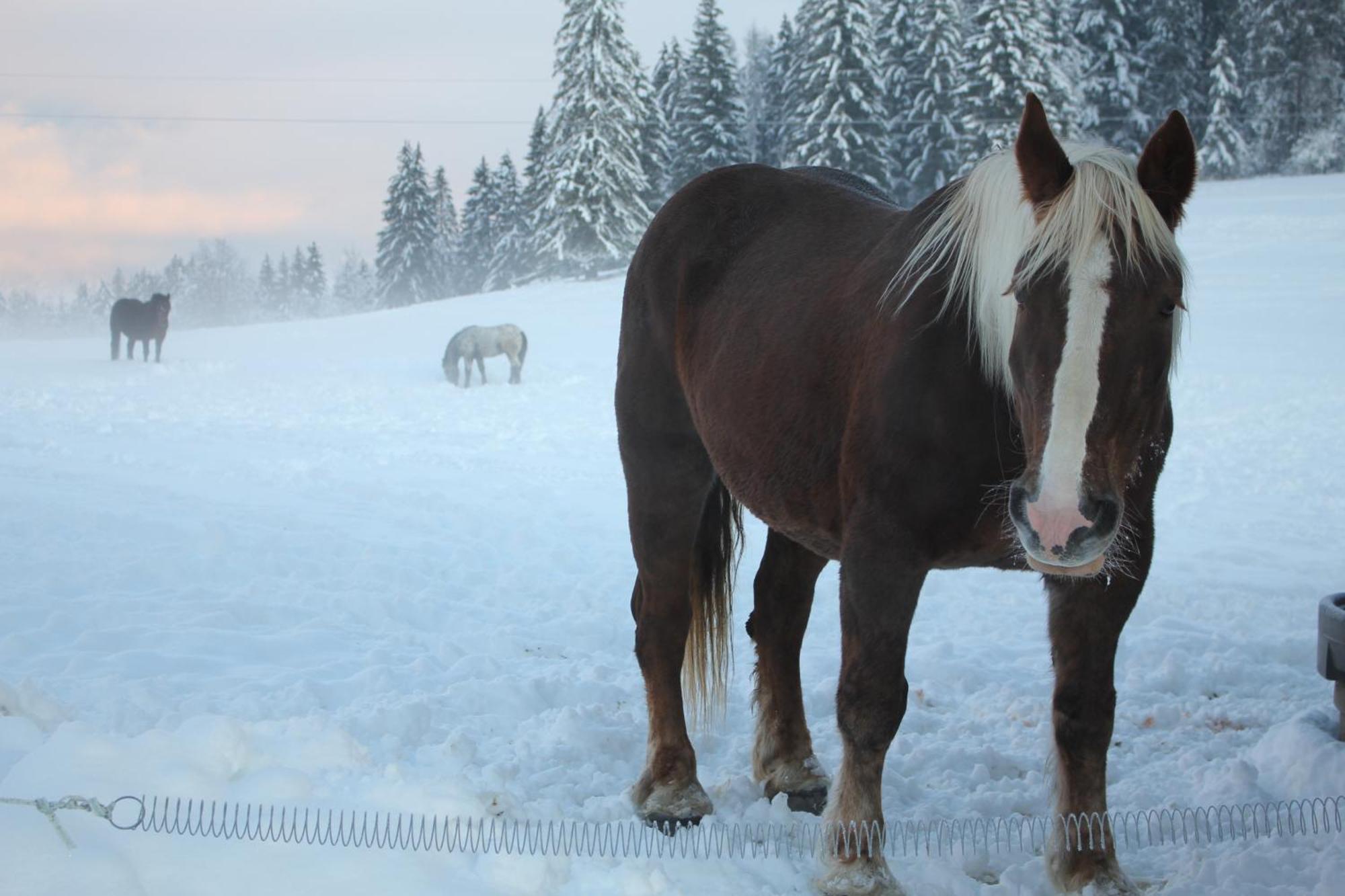 Zeutschach Urlaub Am Bio-Bauernhof Liebchenヴィラ エクステリア 写真